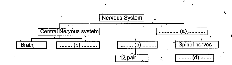 illustration related to nervous system is given. Complete a, b, c, d.