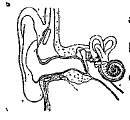 Copy the illustration. Identify and label the following parts. A) Organ in which sound receptors are seen. B) Structure which balances the pressure at both sides of ear drum. C) Structure which collects sound into the ear canal.