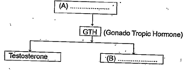 Analyse the following illustration and identify the hormones indicated as 'A' and 'B'