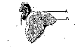 Observe the diagram of the endocrine gland and wnswer the questions given below. A) Name the part labelled A and b B) Write the hormones produced by A. C) Write the function of the hormones produced by B.