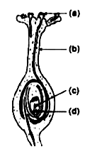 चित्र में (a), (b), (c) तथा (d) जिन अंगों को इंगित करते हैं उन अंगों के नाम लिखें, तथा प्रत्येक के कार्य लिखें