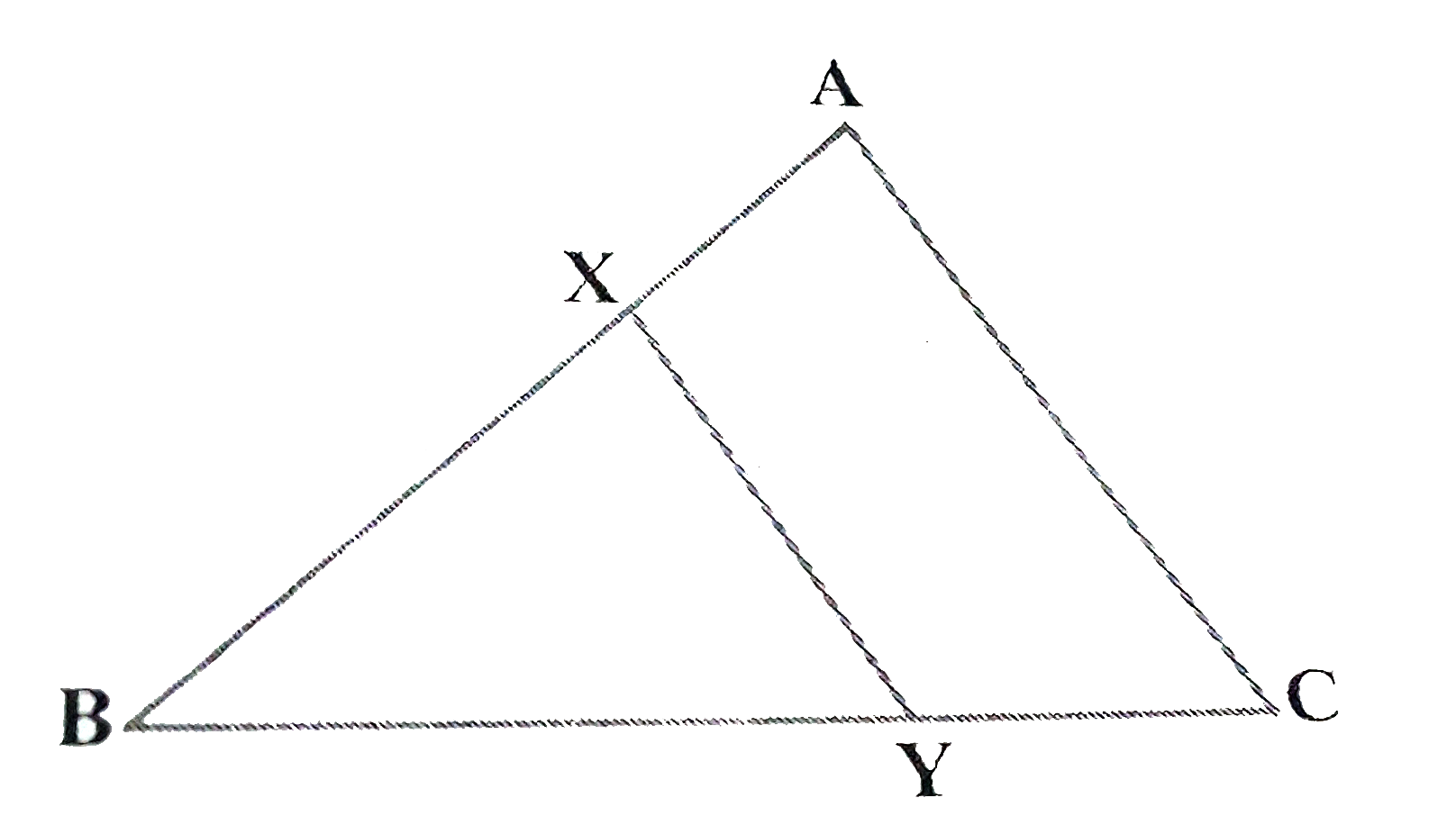 आकृति 6.43 में , रेखाखण्ड XY त्रिभुज ABC की भुजा AC के समान्तर है तथा इस त्रिभुज को वह बराबर क्षेत्रफलों वाले दो भागो में विभाजित करता है । अनुपात (AX)/(AB) ज्ञात कीजिए