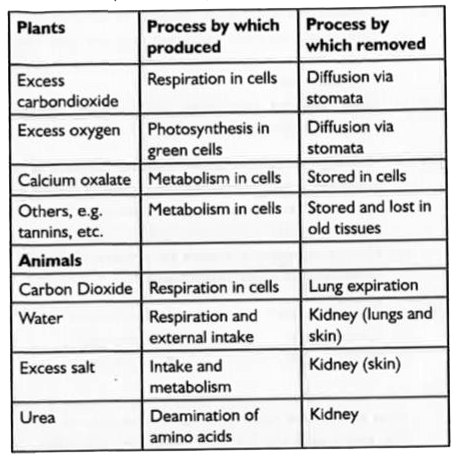How are the criteria for deciding divisions in plants different from the  criteria for deciding the subgroups among animals ?