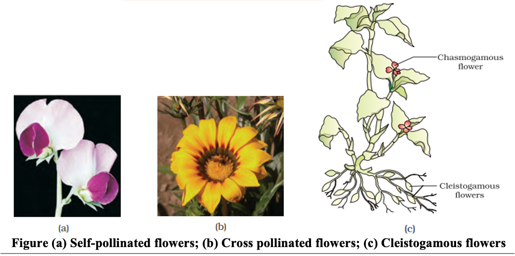 Doubt Solutions Maths, Science, CBSE, NCERT, IIT JEE, NEET