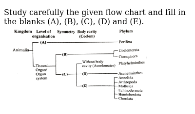 Flow Chart Of Animal Kingdom