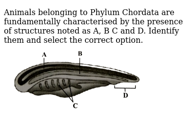 Garstang theory for the origin of chordates picture