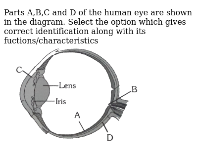 Parts Abc And D Of The Human Eye Are Shown In The Diagram Select The Option Which Gives Correct Identification Along With Its Fuctionscharacteristics