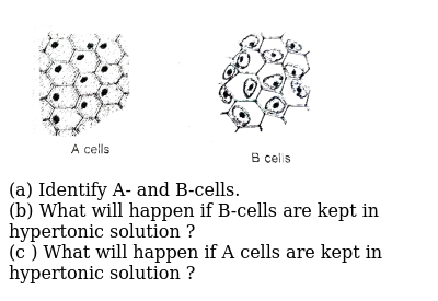 What Will Happen If We Keep A Cell In A Detergent Solution