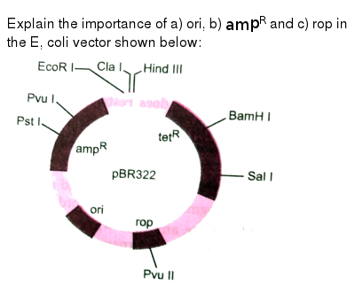 Identify The Parts Labeled A D In The Diagram Of E Coli Cloning