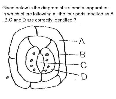 Given Below Is The Diagram Of A Stomatal Apparatus In Which Of T