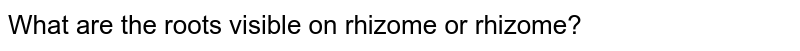 What are the roots visible on rhizome or rhizome?