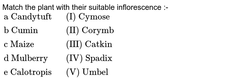 Match the plant with their suitable inflorescence :- {:("a Candytuft ","(I) Cymose"),("b Cumin","(II) Corymb"),("c Maize ","(III) Catkin"),("d Mulberry ","(IV) Spadix"),("e Calotropis ","(V) Umbel"):}