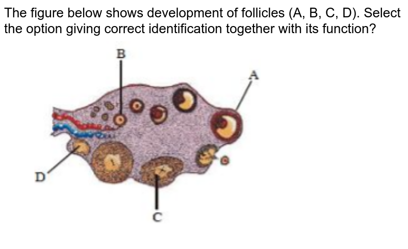 The figure below shows development of follicles (A, B, C, D). Select the option giving correct identification together with its function? <br> <img src="https://d10lpgp6xz60nq.cloudfront.net/physics_images/NEET_MJT_7_E03_065_Q01.png" width="80%">