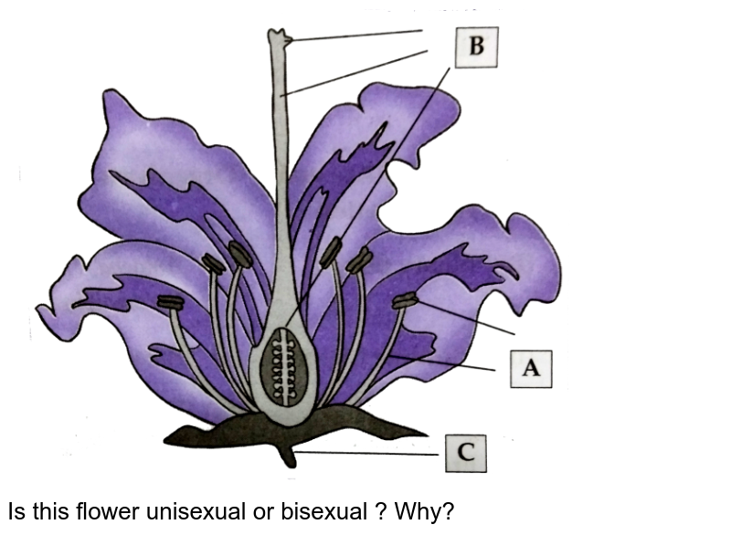 Give an example of a unisexual and bisexual flower.