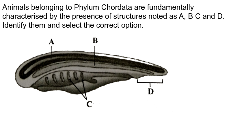 Animals belonging to Phylum Chordata are fundamentally characterised by the presence of structures noted as A, B C and D. Identify them and select the correct option.