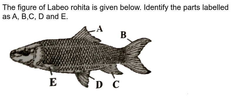 The figure of Labeo rohita is given below. Identify the parts labelled as A, B,C, D and E.