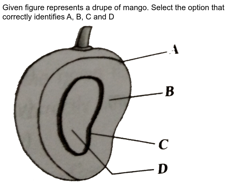 Given figure represents a drupe of mango. Select the option that correctly identifies A, B, C and D