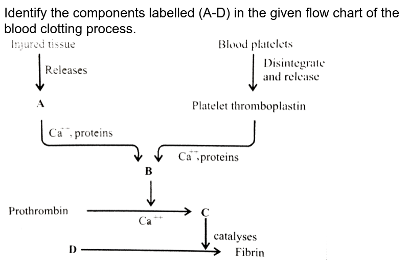 Blood Clotting Process Flow Chart - Flowchart Examples