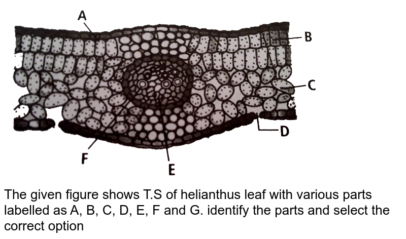 The given figure shows T.S of helianthus leaf with various parts labelled as A, B, C, D, E, F and G. identify the parts and select the correct option