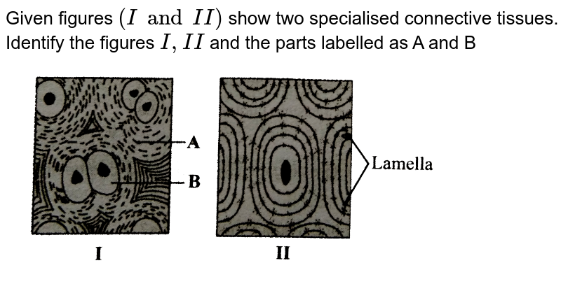 Given figures (I and II) show two specialised connective tissues. Identify the figures I,II and the parts labelled as A and B