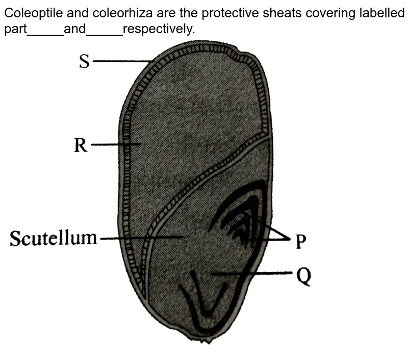 Coleoptile and coleorhiza are the protective sheats covering labelled part_____and_____respectively. <br> <img src="https://d10lpgp6xz60nq.cloudfront.net/physics_images/NCERT_FING_BIO_OBJ_XII_SRFP_C02_E01_091_Q01.png" width="80%">
