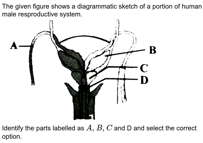 The given figure shows a diagrammatic sketch of a portion of human male resproductive system. Identify the parts labelled as A, B, C and D and select the correct option.