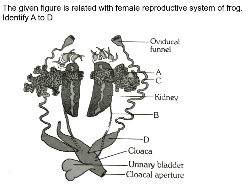 The given figure is related with female reproductive system of frog. Identify A to D
