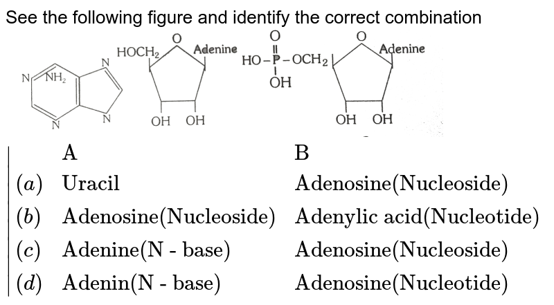 See the following figure and identify the correct combination |{:(,"A" , "B" , "C"),((a),"Uracil" , "Adenosine(Nucleoside)" , "Adenylic acid(Nucleotide)"),((b),"Adenosine(Nucleoside)" , "Adenylic acid(Nucleotide)" , "Adenine (N -base)"),((c),"Adenine(N - base)" , "Adenosine(Nucleoside)" , "Adenylic acid(Nucleotide)"),((d),"Adenin(N - base)" , "Adenosine(Nucleotide)" , "Adenylic acid(Nucleoside)"):}|
