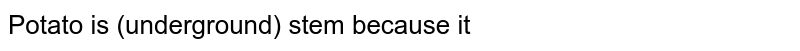 Potato is (underground) stem because it