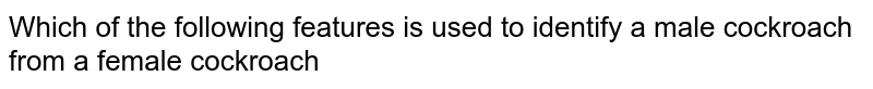 Which of the following features is used to identify a male cockroach from a female cockroach