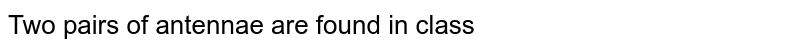 Two pairs of antennae are found in class