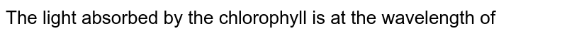 The light absorbed by the chlorophyll is at the wavelength of 