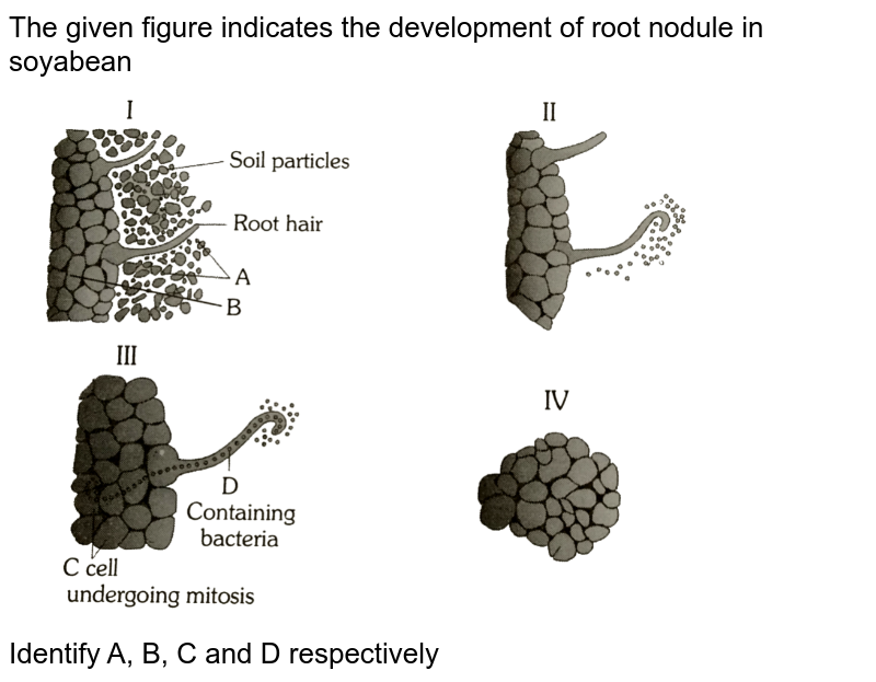 The given figure indicates the development of root nodule in soyabean Identify A, B, C and D respectively