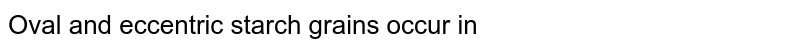 Oval and eccentric starch grains occur in