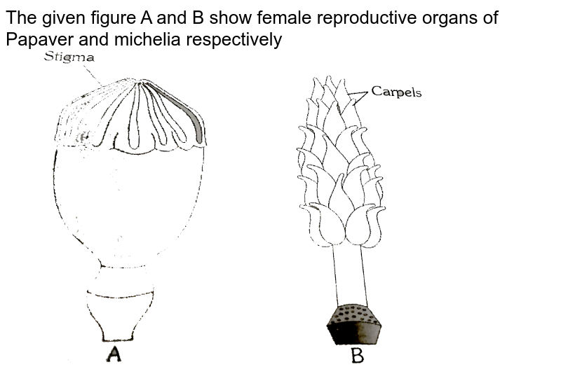 The given figure A and B show female reproductive organs of Papaver and michelia respectively <br> <img src="https://d10lpgp6xz60nq.cloudfront.net/physics_images/ERRL_BIO_NCERT_NEET_V02_6_2_E01_281_Q01.png" width="80%">