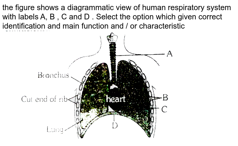 The Figure Shows A Diagrammatic View Of Human Respiratory System W