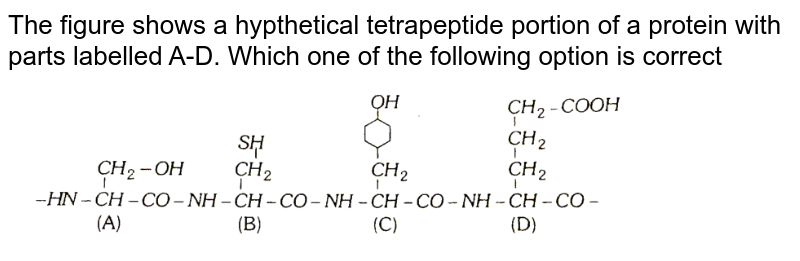 The figure shows a hypthetical tetrapeptide portion of a protein with parts labelled A-D. Which one of the following option is correct