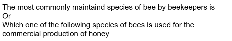 The most commonly maintaind species of bee by beekeepers is  <br> Or <br>  Which one of the following species of bees is used for the commercial production of honey
