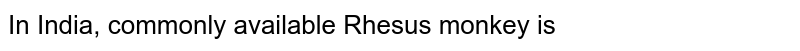 In India, commonly available Rhesus monkey is