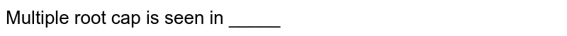 Multiple root cap is seen in _____