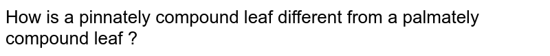 How is a pinnately compound leaf different from a palmately compound leaf ?