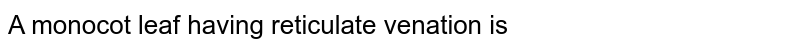 A monocot leaf having reticulate venation is
