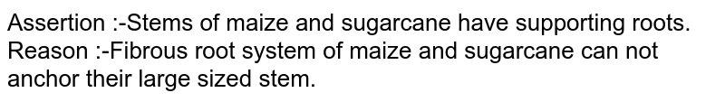Assertion :-Stems of maize and sugarcane have supporting roots. Reason :-Fibrous root system of maize and sugarcane can not anchor their large sized stem.