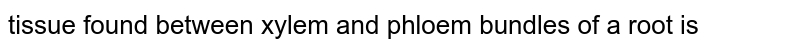 tissue found between xylem and phloem bundles of a root is