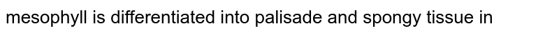 mesophyll is differentiated into palisade and spongy tissue in