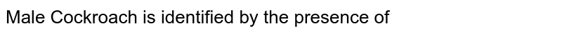 Male Cockroach is identified by the presence of