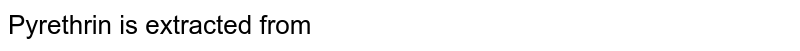 Pyrethrin is extracted from