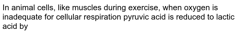 In animal cells, like muscles during exercise, when oxygen is inadequate for cellular respiration pyruvic acid is reduced to lactic acid by