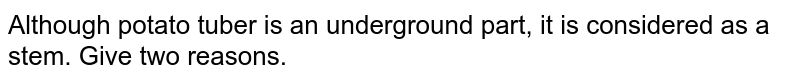 Although potato tuber is an underground part, it is considered as a stem. Give two reasons.