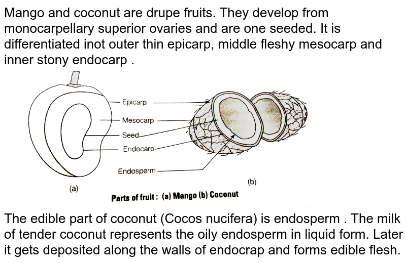 Mango and coconut are drupe fruits. They develop from monocarpellary superior ovaries and are one seeded. It is differentiated inot outer thin epicarp, middle fleshy mesocarp and inner stony endocarp . The edible part of coconut (Cocos nucifera) is endosperm . The milk of tender coconut represents the oily endosperm in liquid form. Later it gets deposited along the walls of endocrap and forms edible flesh.